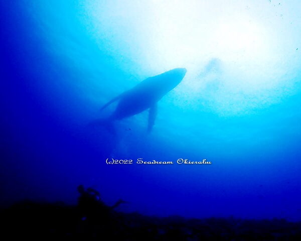 ザトウクジラ水中遭遇、沖永良部島の海