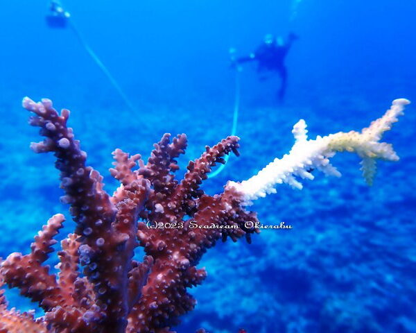 珊瑚の再生植え付け：シードリーム沖永良部