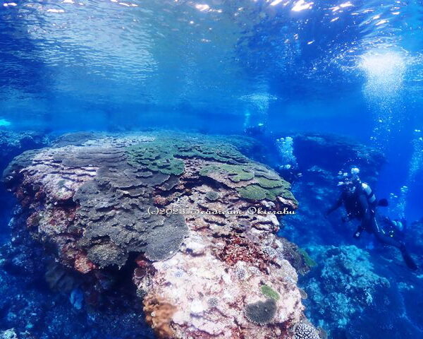 クシハダミドリイシ珊瑚：シードリーム沖永良部