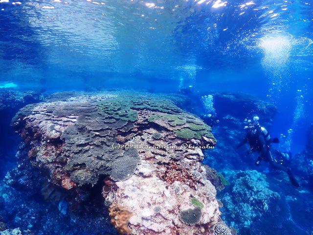 クシハダミドリイシ珊瑚：シードリーム沖永良部