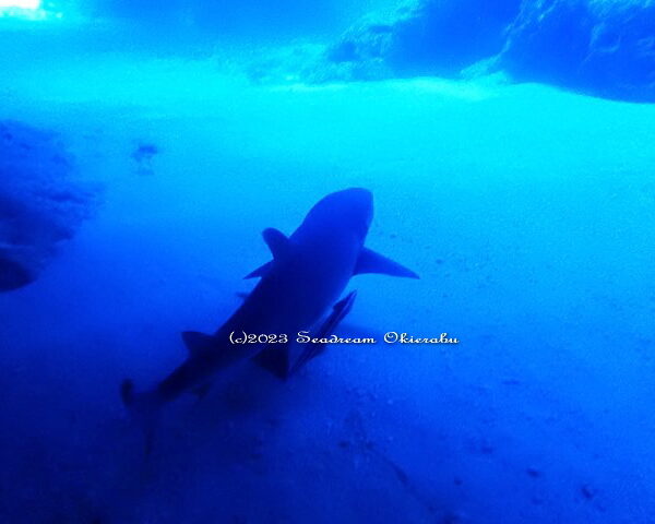 コバンザメを従えるネムリブカ：シードリーム沖永良部