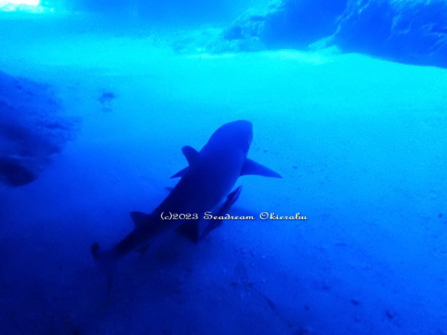 コバンザメを従えるネムリブカ：シードリーム沖永良部