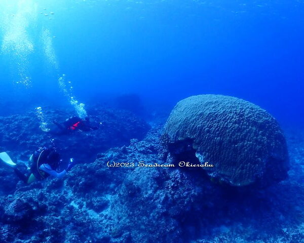 512歳のコブハマ珊瑚：シードリーム沖永良部