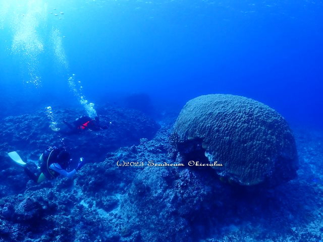 512歳のコブハマ珊瑚：シードリーム沖永良部