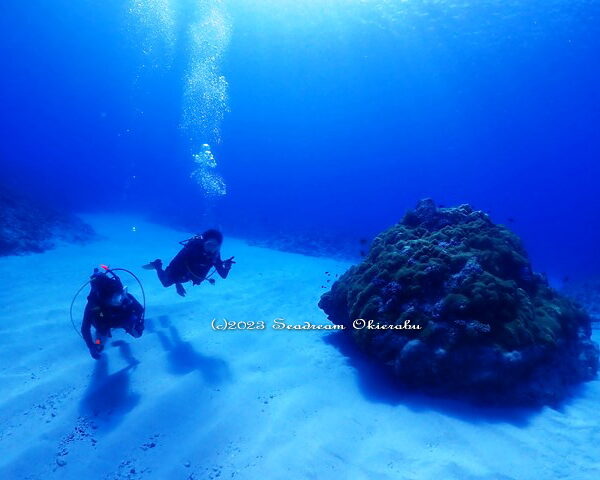 巨大コブハマ珊瑚と講習生：シードリーム沖永良部