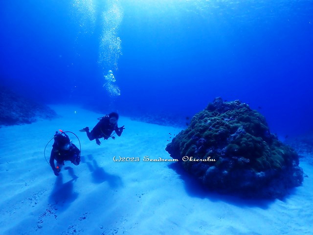 巨大コブハマ珊瑚と講習生：シードリーム沖永良部