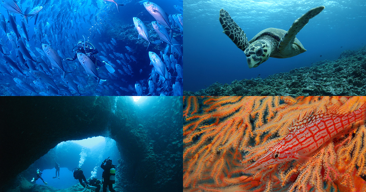 沖永良部島ダイビング情報